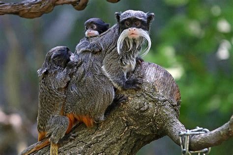 Bearded Emperor Tamarins: Meet them at Zoo Leipzig!