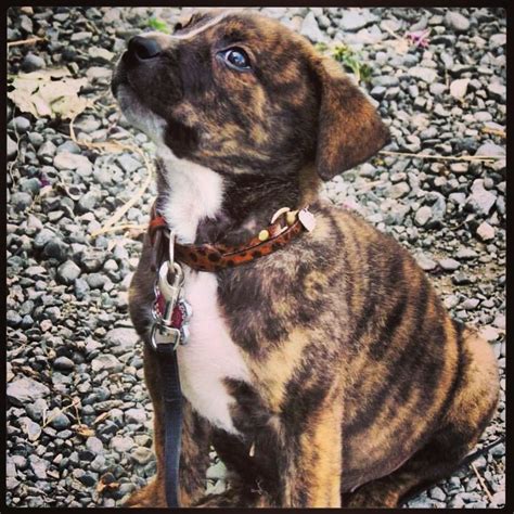 Brindle American Bulldog Sitting on Gravel