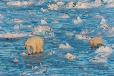 Polar bears face starvation as unlikely to adapt to a land-based diet ...