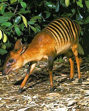 Zebra duiker Facts for Kids