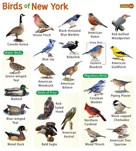 List of Common Birds Found in New York – Facts with Pictures