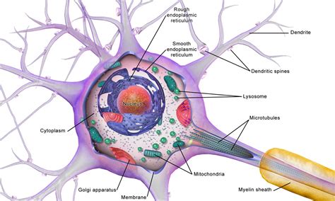 Anavex Life Sciences Corp (AVXL): Basic biology concepts for Alzheimer’s d...