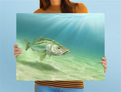 Snook drawing, snook cruising the beach art print shipped