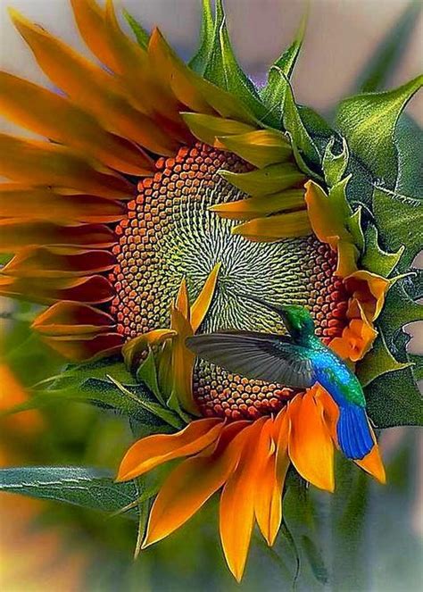 The Nicest Pictures: Hummingbird on sunflower