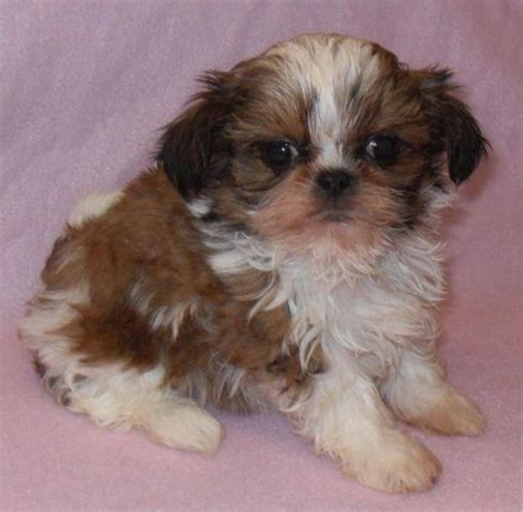 Gold & White Teacup AKC Shih Tzu Female - ETHEL for Sale in Seattle, Washington Classified ...