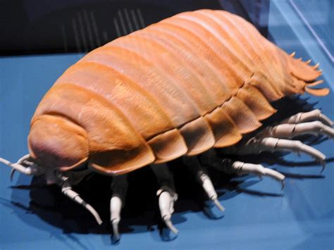 Giant Isopod Crustacean | SIMILAR BUT DIFFERENT IN THE ANIMAL KINGDOM