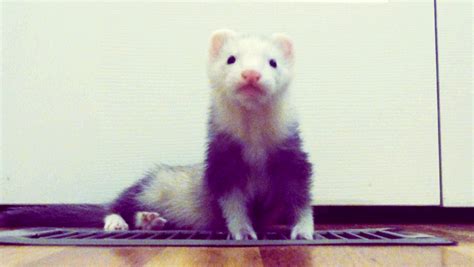 adorable ferret gif | WiffleGif