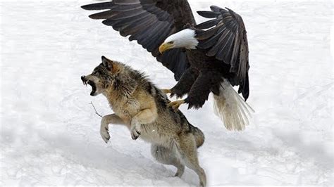 The Best Attacks Of Eagle - Most Amazing Moment caught on camera - YouTube