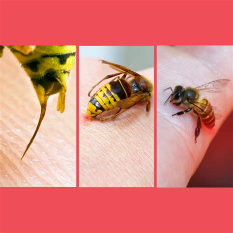 Difference between Bee, Wasp, and Hornet Stings – Pest Supply Canada