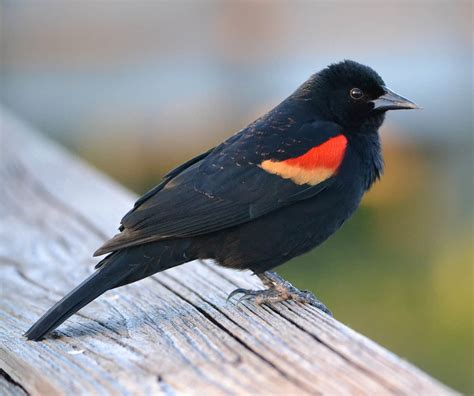 Red-winged Blackbird – Indiana Audubon Society