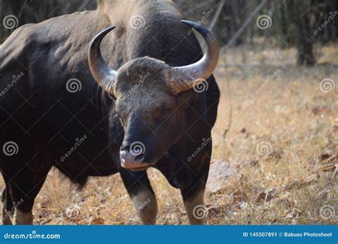 Indian Gaur at Tadoba National Park in India Stock Image - Image of grass, cattle: 145507891