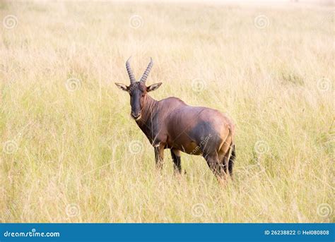 Red Hartebeest Antelope stock photo. Image of african - 26238822