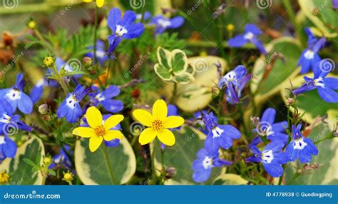 A tuft flowers stock photo. Image of garden, beauty, emotion - 4778938