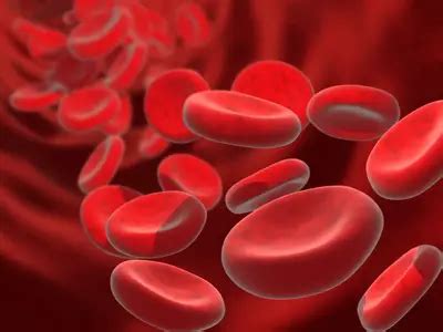 Globulin Levels Blood Test: What You Should Know | IYTmed.com