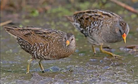 Aprende Todo Sobre Rallidae, Una Familia De Aves Aprende Todo Sobre Rallidae, Una Familia De Aves