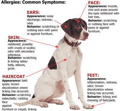 Chicken Allergy in Dogs - Signs | Causes | Remedies - DogDwell