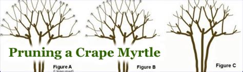 How To Prune a Crape Myrtle Tree the Right Way - Wilson Bros Gardens