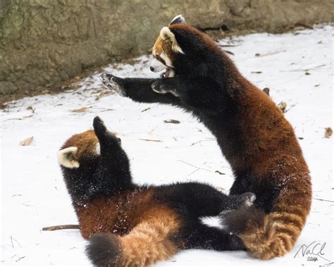 Red Panda Playing In Snow