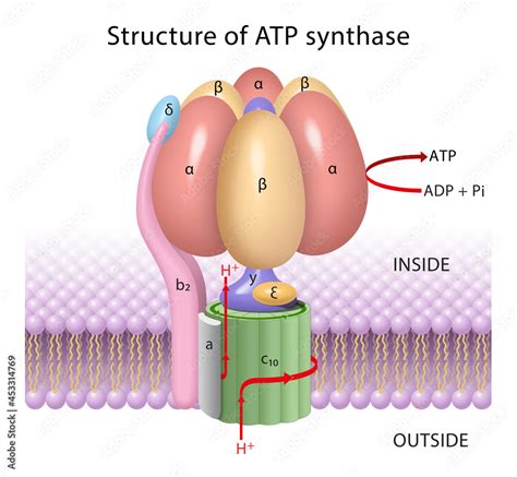 The components of ATP synthase, a rotary motor Stock Illustration | Adobe Stock