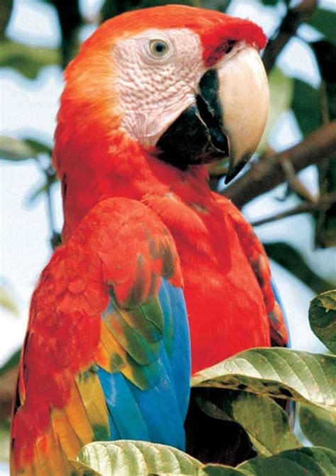 91 best Scarlet Macaw images on Pinterest | Scarlet, Parrots and Birds