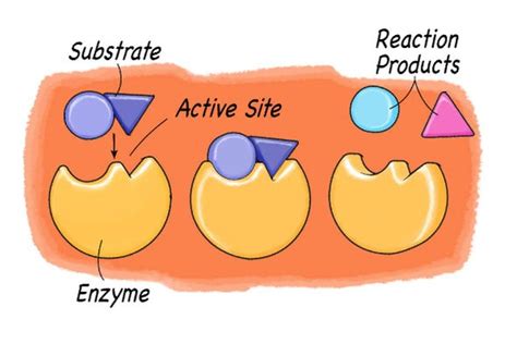 😊 Enzyme concentration lab report. Enzyme Lab Report. 2019-02-08