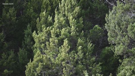 Cedar Fever Austin: First cedar pollen detected at KVUE | kvue.com