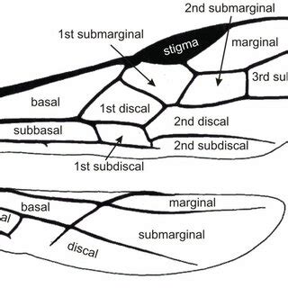 Life cycle parameters of brinjal fruit borer, Leucinodes orbonalis... | Download Table