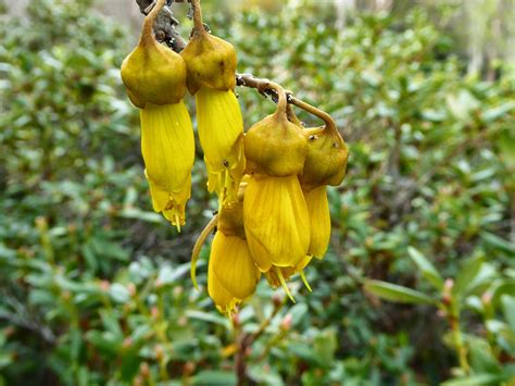 Alan Jolliffe: The Kowhai New Zealand's National Flower