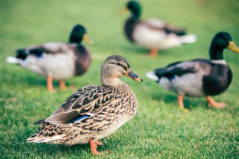 The Best Duck Breeds for Beginners - Weed 'em & Reap