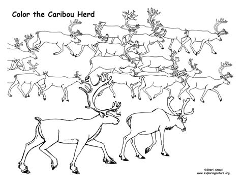 Caribou Herd Coloring Page