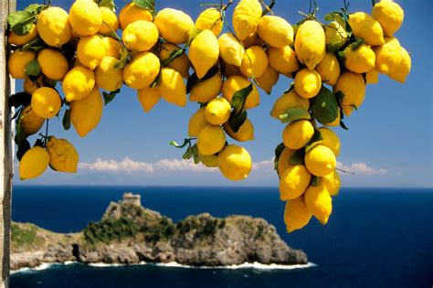 The famous lemon growers from the Amalfi Coast - amalfistyle