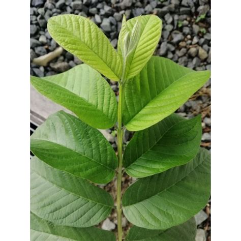 Fresh Guava leaves / dahon ng bayabas with Stem /50pcs leaves | Shopee Philippines