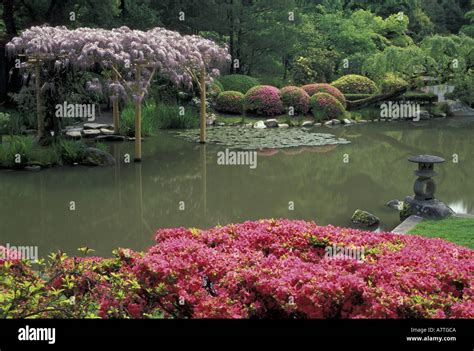 USA, Washington, Seattle, Washington Park Arboretum, Japanese Garden, Spring, rhododendrons and ...