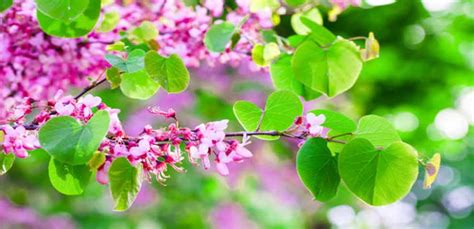 Different Types of Redbud Tree Varieties - All Kinds of Species - EmbraceGardening