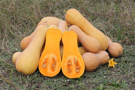 Butternut Squash – Westfield Area CSA