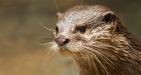 Asian small-clawed otters: Five things you didn't know| Cleveland Zoological Society | January ...