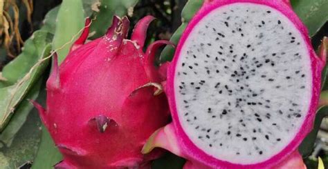 La «fruta del dragón», el superalimento del Amazonas que conquista a ...