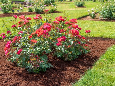 Best Mulch For Roses: Mulch Types For Rose Beds | Gardening Know How