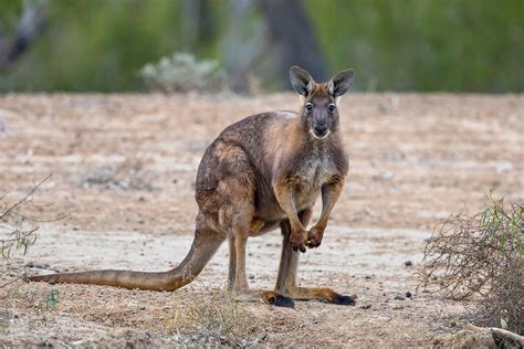 Common Wallaroo - Australian Bird Photos