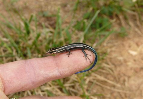 baby blue tailed skink | random | Pinterest | Blue tail