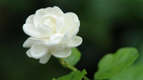 Sampaguita Flower – Meaning, Symbolism and Colors