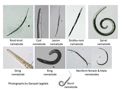 Nematodes