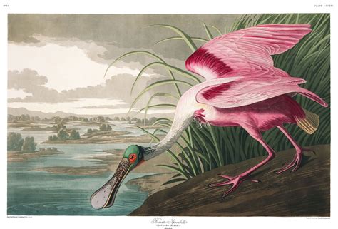 John James Audubon : "Roseate Spoonbill" (Birds of America, Plate #321) in 2020 | John james ...