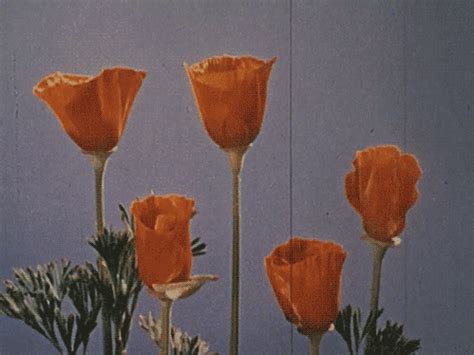 Retrofuturs | Aesthetic gif, Flower aesthetic, Orange aesthetic