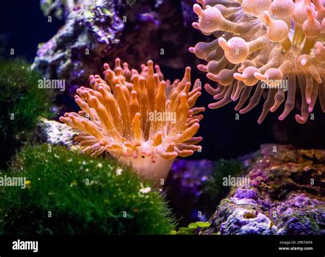 Coral in a saltwater aquarium Stock Photo - Alamy