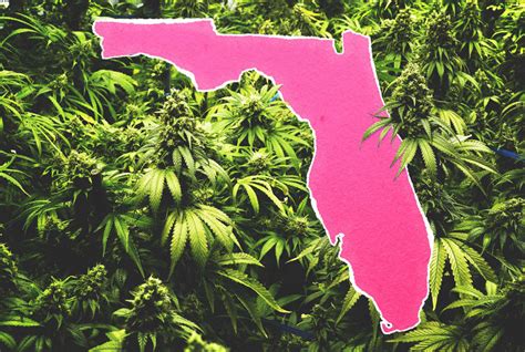 How to Get Medical Marijuana in Florida: Where to Buy Legal Weed ...