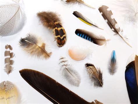 Different Types Of Bird Feathers