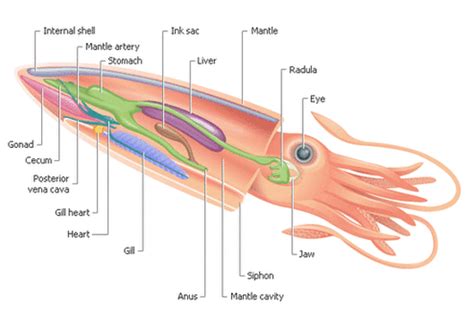 Mollusca (Mollusks) - DIGESTIVE SYSTEM IN PHYLUMS