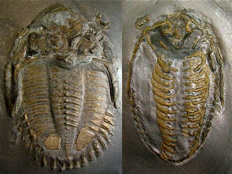 Trilobite Ventral Morphology