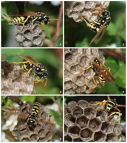 Paper wasp - Wikipedia